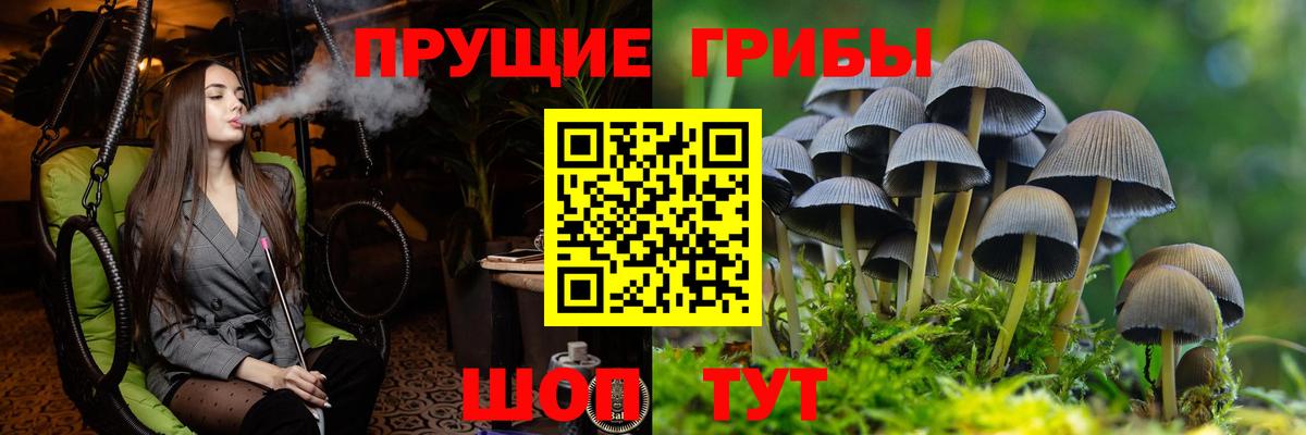 Псилоцибиновые грибы Psilocybe  Вход с VPN  Гагарин 